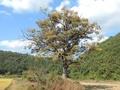 길성리 느티나무 썸네일 이미지