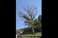 대포리 느티나무 썸네일 이미지