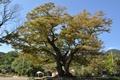 마산리 느티나무 썸네일 이미지