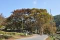 가수리 느티나무 15본 썸네일 이미지