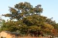 언도리 느티나무 썸네일 이미지