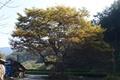 신율리 느티나무 썸네일 이미지