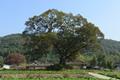 한천리 느티나무 썸네일 이미지