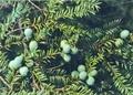 개천사 비자나무 열매 썸네일 이미지