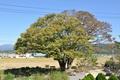 남정리의 280년 된 느티나무 썸네일 이미지