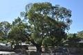 남정리의 350년 된 팽나무 썸네일 이미지
