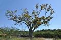 만인리의 200년 된 느티나무 썸네일 이미지