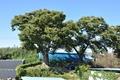 백암리의 200년 된 느티나무 썸네일 이미지