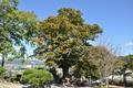 잠정리의 260년 된 느티나무 썸네일 이미지