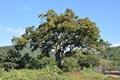천덕리의 170년 된 느티나무 썸네일 이미지