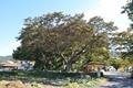 천덕리의 180년 된 느티나무 3본 썸네일 이미지