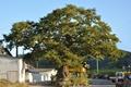 쌍옥리 320년 된 느티나무 썸네일 이미지