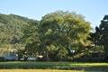 효산리 170년 된 느티나무 썸네일 이미지