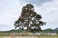 용강리 250년 된 느티나무 썸네일 이미지