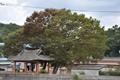 운월리 150년 된 느티나무 썸네일 이미지