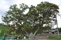 운월리 200년 된 느티나무 썸네일 이미지