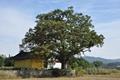 가봉리 마을 우산각 옆의 470년 된 느티나무 썸네일 이미지