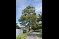 변천리 100년 된 느티나무 썸네일 이미지