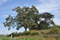 변천리 200년 된 느티나무 썸네일 이미지