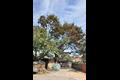 변천리 250년 된 느티나무 썸네일 이미지
