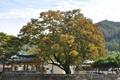 산간리 330년 된 느티나무 썸네일 이미지