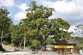 우봉리 420년 된 느티나무 썸네일 이미지