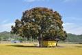 월평리 250년 된 느티나무 썸네일 이미지
