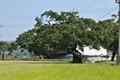 서태리의 150년 된 느티나무 썸네일 이미지