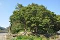 세량리의 130년 된 느티나무 썸네일 이미지