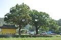앵남리 150년 된 느티나무 썸네일 이미지