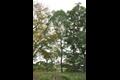 지월리 150년 된 회화나무 썸네일 이미지