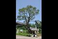 삼천리의 200년 된 회화나무 썸네일 이미지