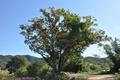 광사리의 200년 된 느티나무 썸네일 이미지