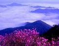 용암산의 봄 썸네일 이미지