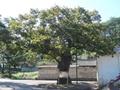 이양면 쌍봉리 120년 된 느티나무 썸네일 이미지