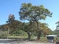 이양면 쌍봉리 200년 된 느티나무 썸네일 이미지