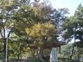 이양면 초방리 200년 된 느티나무 썸네일 이미지