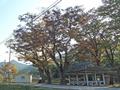 검산리 260년 된 느티나무 썸네일 이미지