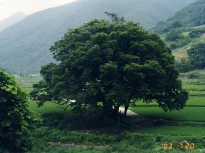 도전리 금곡 서낭당 썸네일 이미지