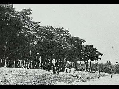 1950년대 하동 송림 썸네일 이미지